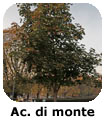 Acero di monte